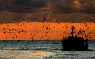 Protocollo d’intesa MIPAAF – Associazioni Nazionali pesca